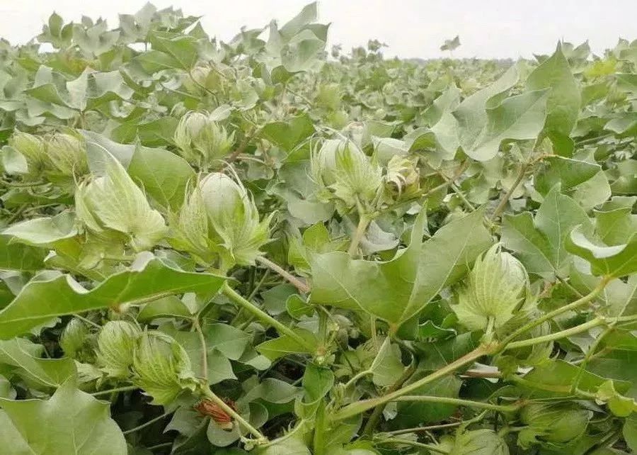 硫酸钾和氯化钾都是钾肥,有啥差别?用法大不同,一定分清