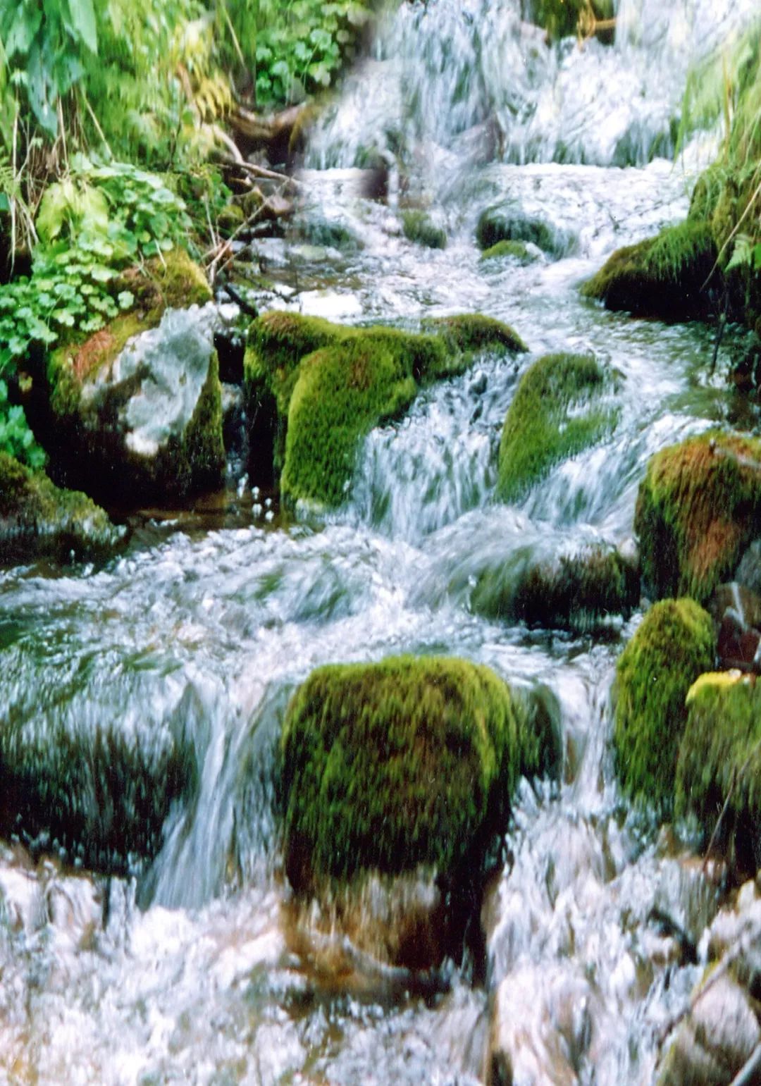 阿里河山泉水，清甜甘冽，喝上伊勒呼里的泉水心醉神迷