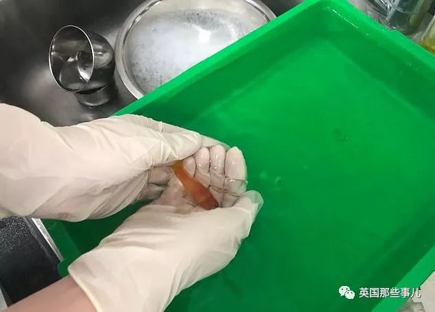 金鱼肚子里长肿瘤,金鱼肚子上长肿瘤