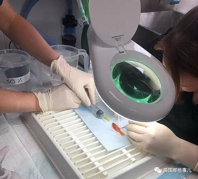 金鱼肚子里长肿瘤,金鱼肚子上长肿瘤