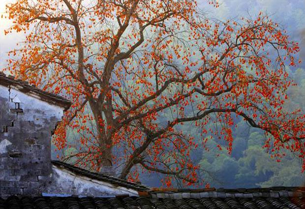 江西婺源十一旅游攻略,十一月婺源详细攻略