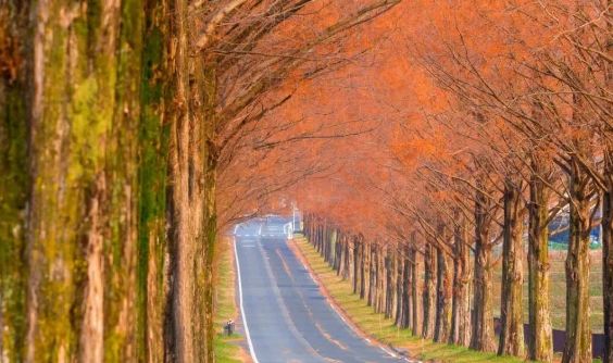 日本银杏叶保存,2019日本赏银杏