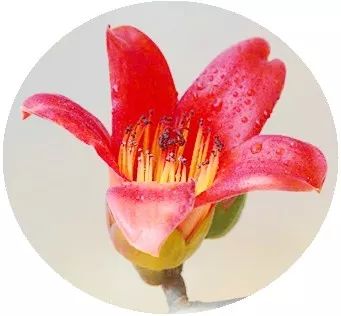 壮丽70年奋斗新时代的相关资料,攀钢发展历程