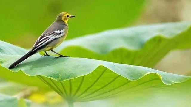 对死亡的认识与感悟文字,关于死亡一篇颠覆你认知的文章