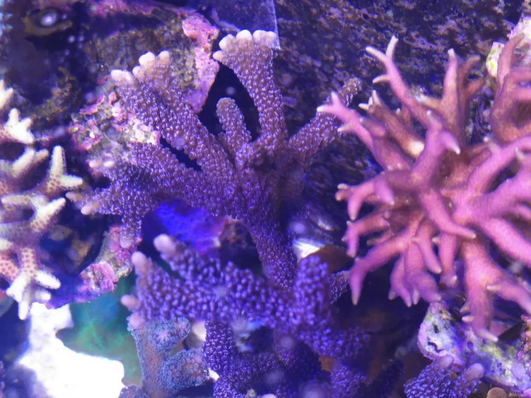 40小缸全套,40的方缸用多大的过滤桶