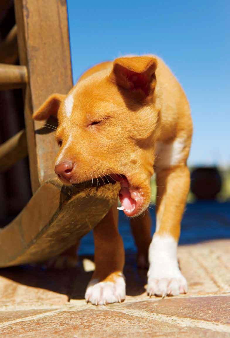 鑰佸笀鎴戠殑浣滀笟琚嫍鍟冧簡,鑰佸笀鎴戠殑浣滀笟琚嫍鍚冧簡