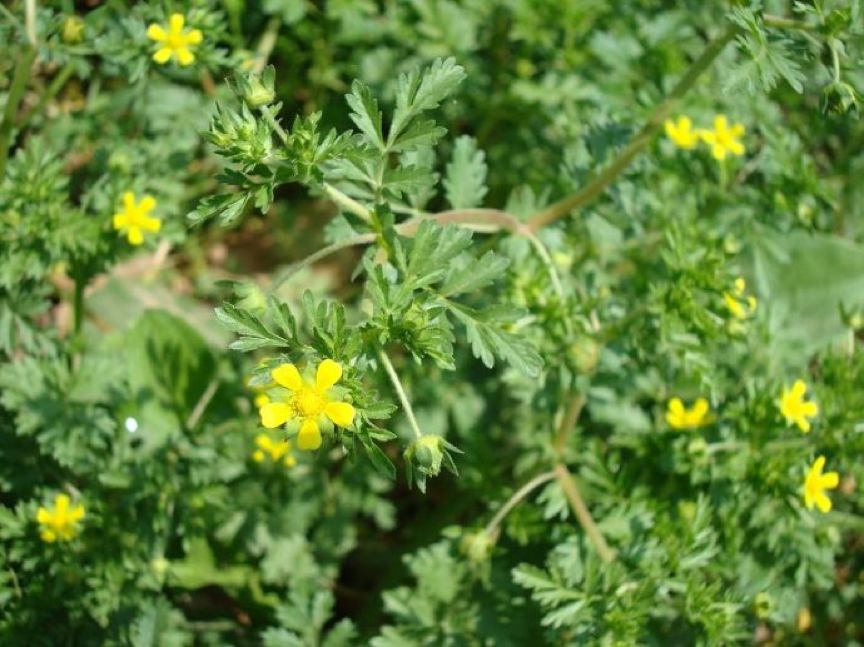常绿地被植物推荐,地被植物科普