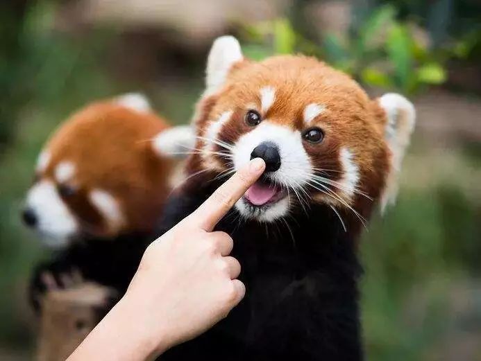 畅玩云南,畅玩永鸿动物园