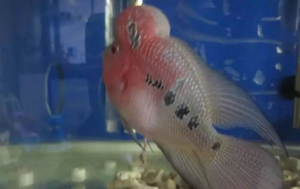 梭菌性肠炎的症状用什么药治疗,慢性肠炎怎么治疗好能彻底去根