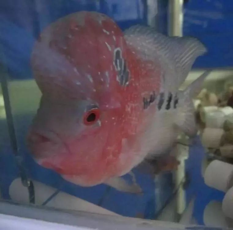 溃疡性肠炎有哪些症状如何治疗,猫胃肠炎的症状判断及治疗方法