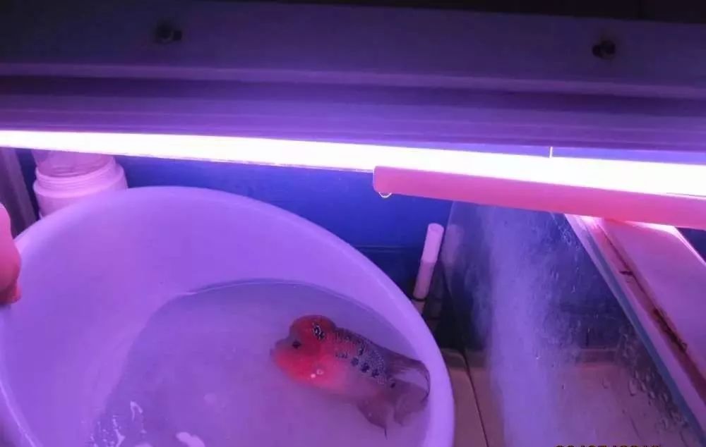 溃疡性肠炎有哪些症状如何治疗,猫胃肠炎的症状判断及治疗方法