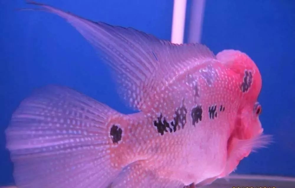 慢性肠炎用中医还是西医治疗好,肠炎食疗最简单方法