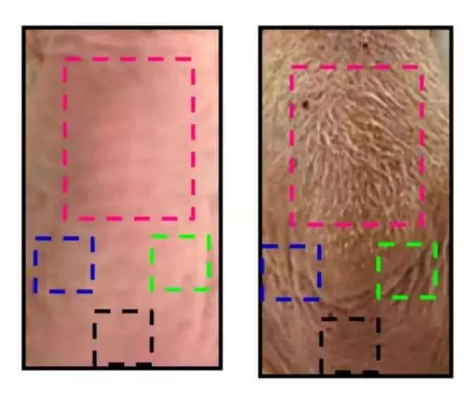孙杨骚操作,孙杨身穿豹纹泳裤视频