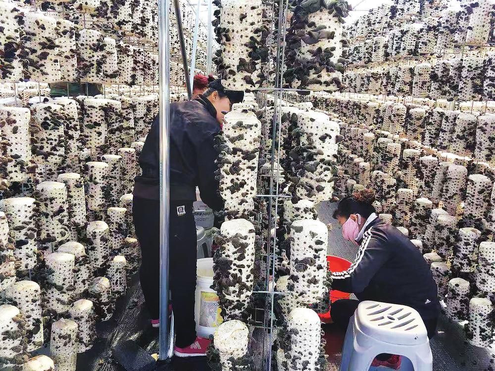 小木耳撬动大产业——从汪清县木耳产业发展看我省乡村振兴之路