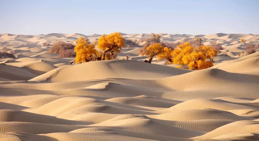 包头去额济纳胡杨林攻略,广州到额济纳胡杨林攻略