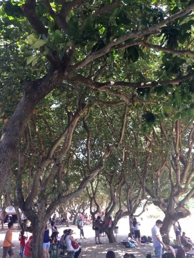 为了泳滩，遇上稔子和山日