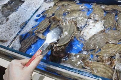 舟山梭子蟹便宜到8块,舟山吃梭子蟹多少一斤