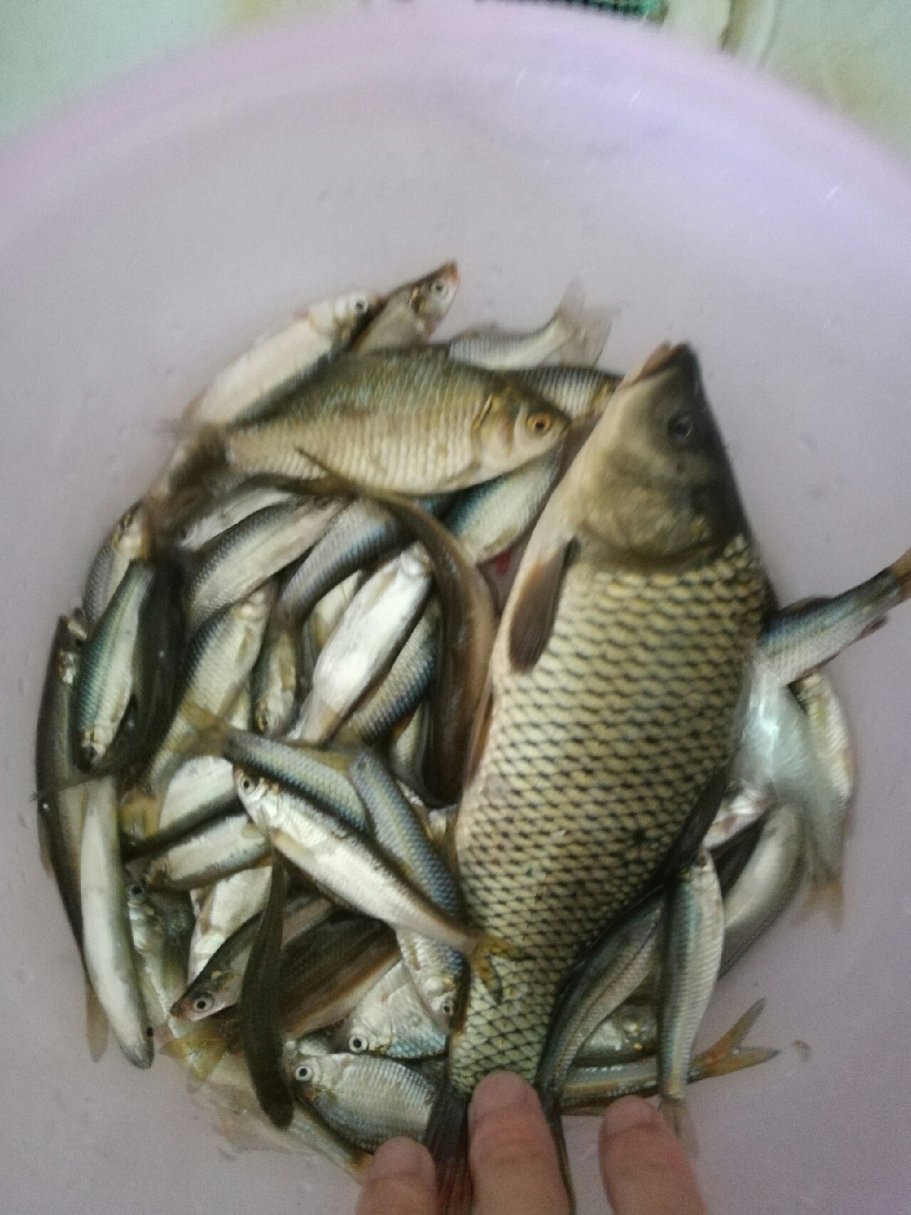 七星连珠天象现身预示什么,七星连珠将现身这有什么意义