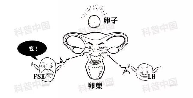 正经科普！避孕药在体内究竟经历了什么…