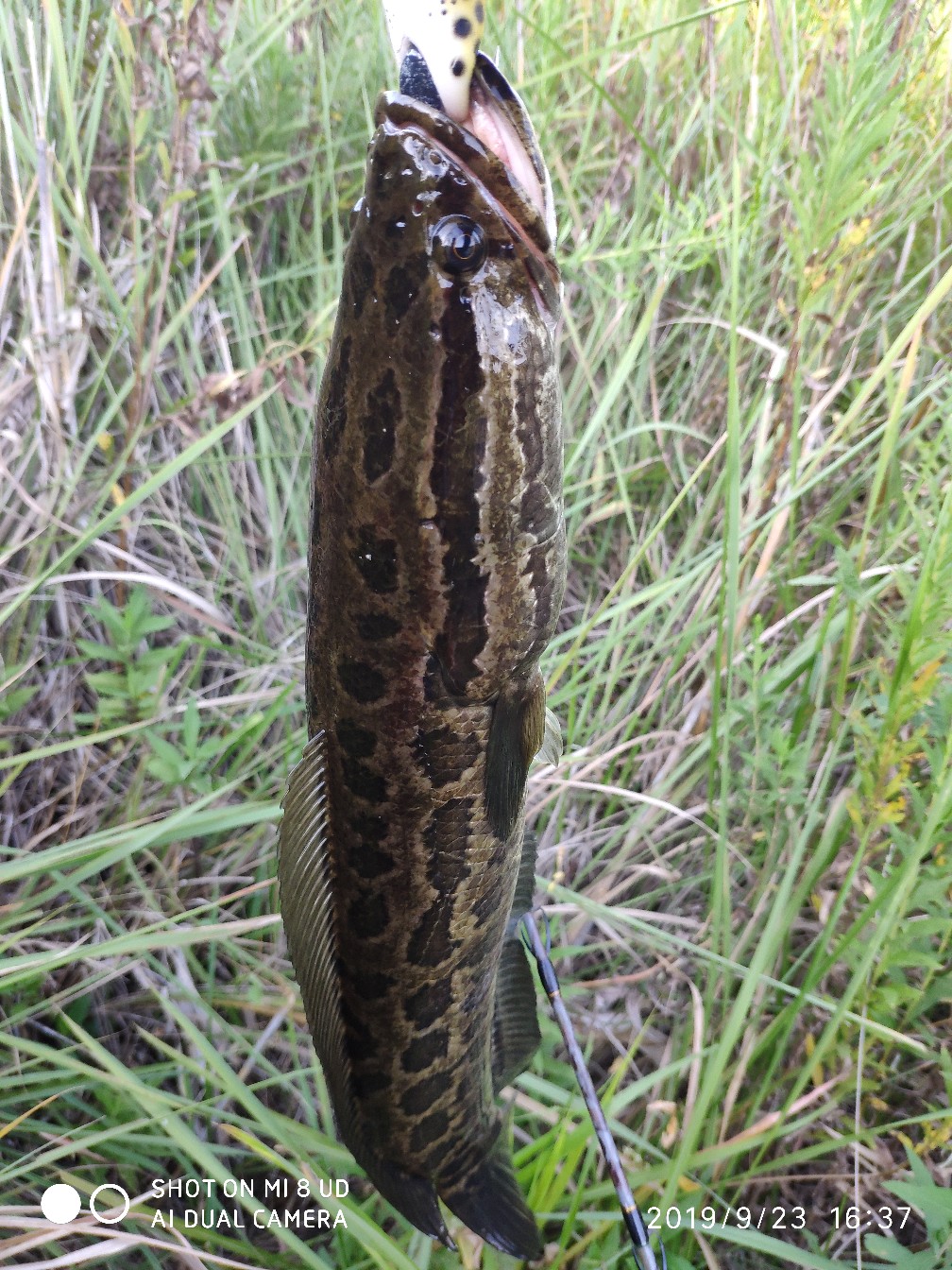 打黑上鱼教程,打黑鱼对轮的要求