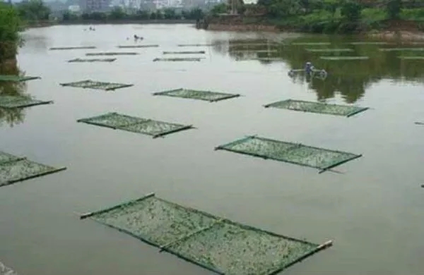 网箱养鱼技巧视频,网箱养鱼技术和注意事项