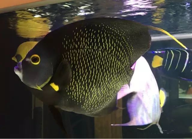 fot多大缸,fot高缸