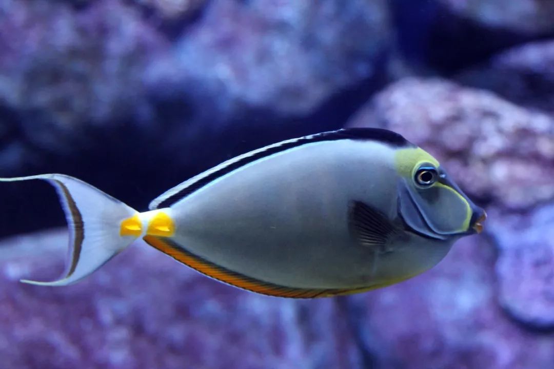 鱼撞脸的搞笑瞬间,鱼撞脸视频大全