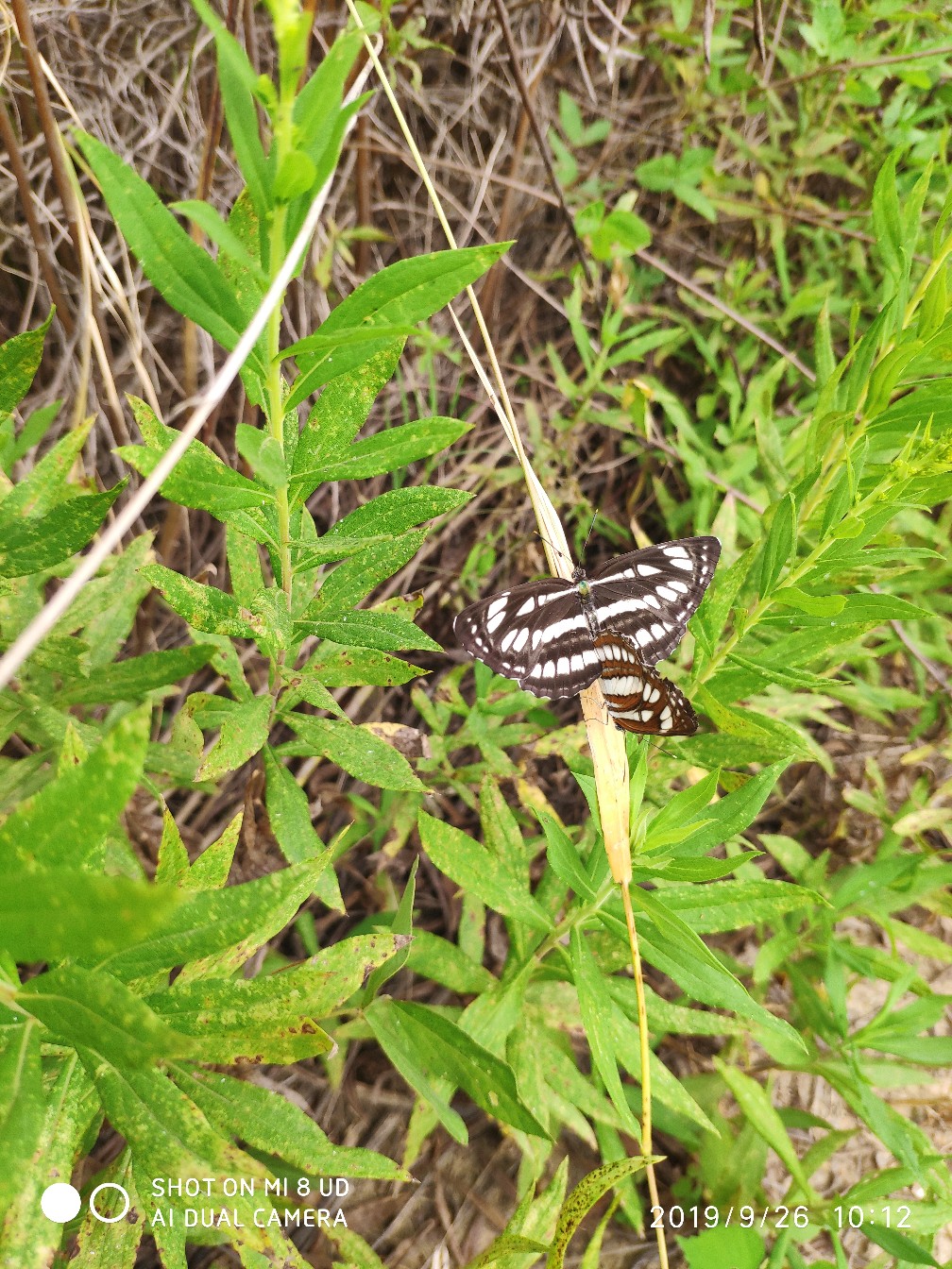 打黑中鱼率,打黑用什么饵中鱼率高