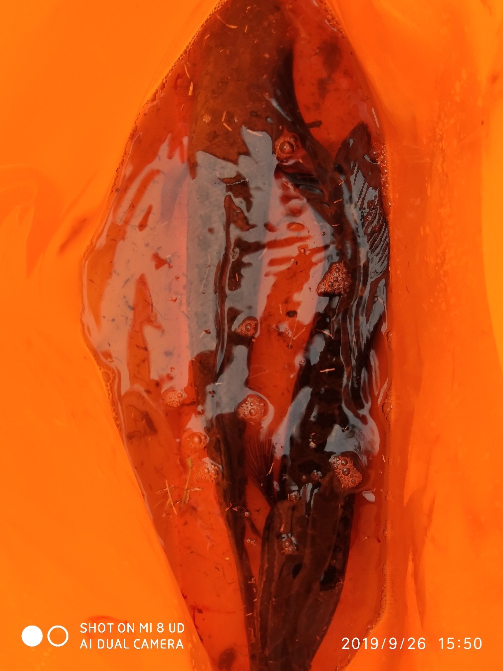 打黑中鱼率,打黑用什么饵中鱼率高