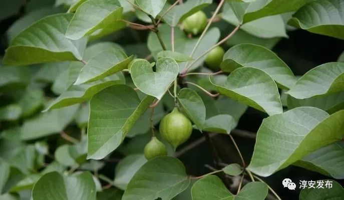 淳安千岛湖十大特产,千岛湖淳安特产