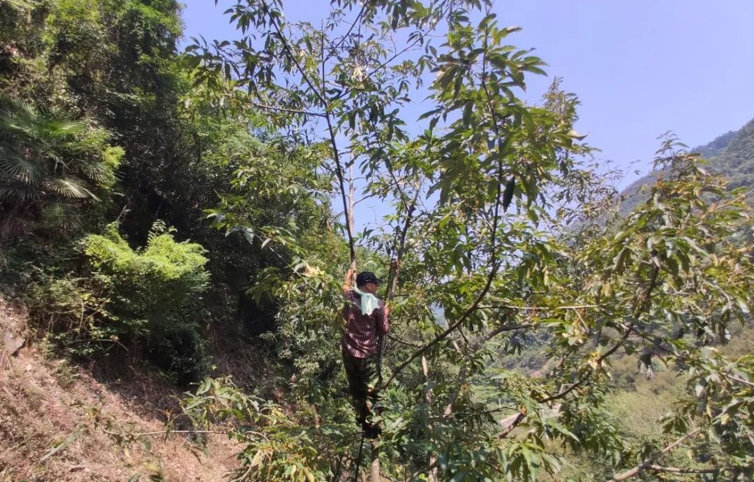 好好剥正宗临安山核桃,临安山核桃什么时候最好吃