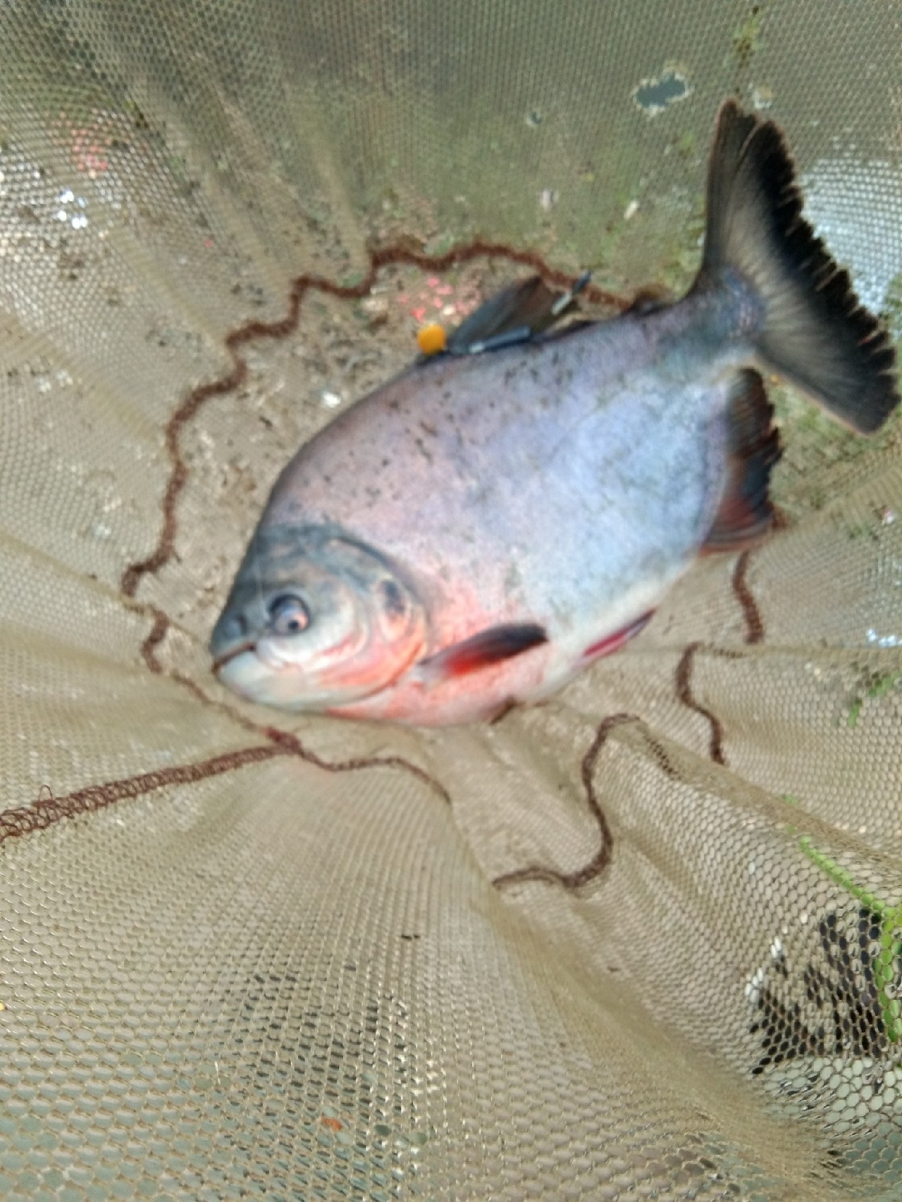 淡水白鲳秋天怎么钓,串钩钓淡水白鲳