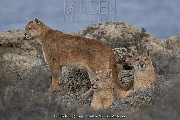 “你看那个人,好像在用浣熊投毒。”