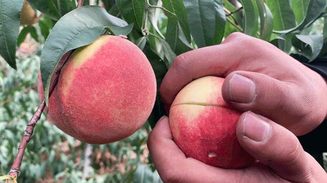 金秋红蜜正宗做法,金秋红蜜的特点