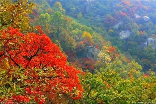 宜昌看红叶最佳地点,宜昌红叶最佳地点