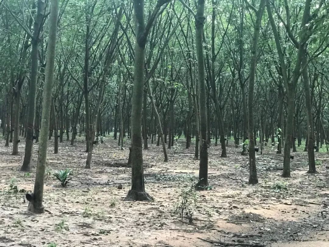 金橡树的波浪乳胶枕泰国原装进口,泰国进口乳胶枕只要99