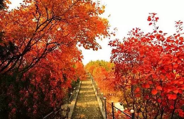 赏红叶地方,赏红叶最佳旅游地