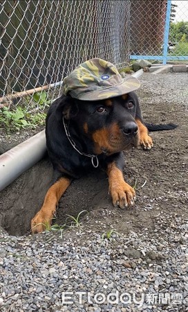 罗威纳挖洞,罗威纳总是挖洞是怎么回事