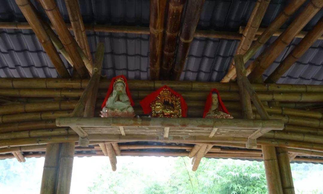 竹子的优点有哪些,竹子很有营养吗