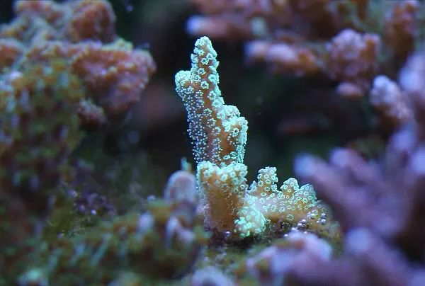 这是人家十年前的缸？我这些年瞎玩了……