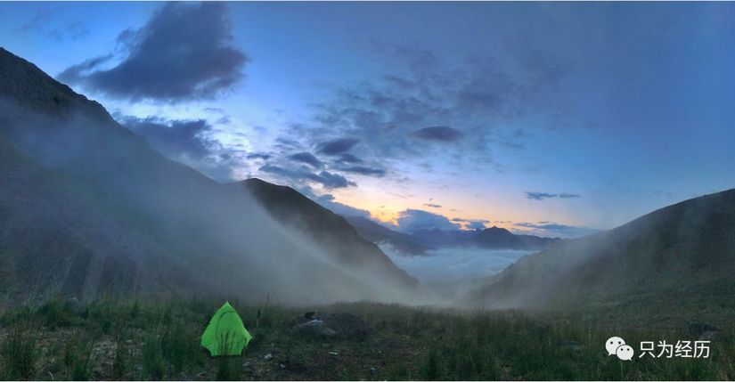 博格达雪莲,博格达天山雪莲
