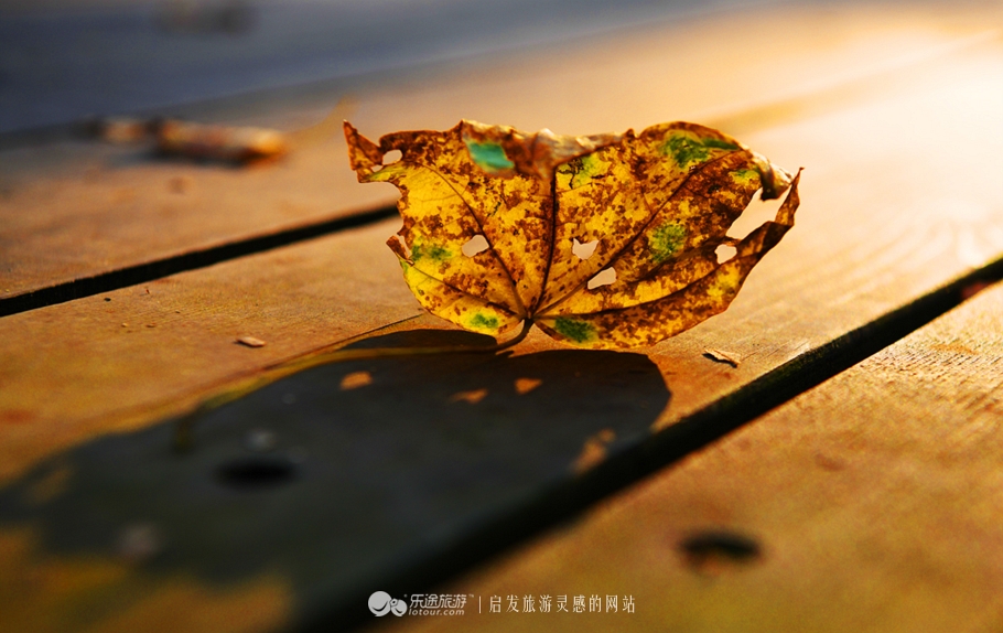 落英缤纷的是叶子还是凄美？