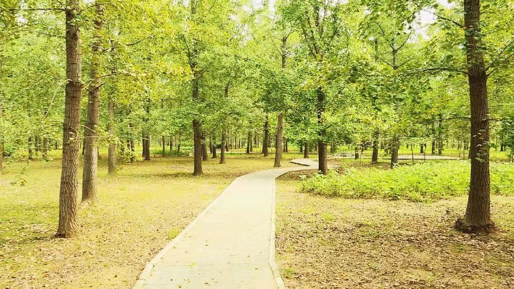 邳州银杏天下第一,邳州赏银杏树叶