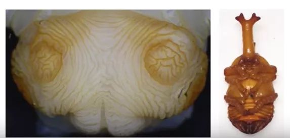 nasa工程师折纸,nasa工程师折纸蚂蚁