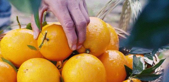 脐橙之乡信丰脐橙,信丰脐橙和赣南脐橙