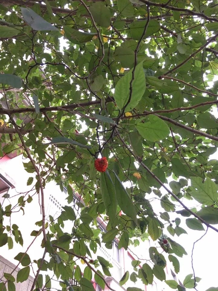 桂林特产野生果,广西桂林冬天山上的野果