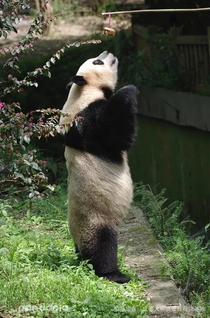 假扮大熊猫招聘,招聘熊猫演员