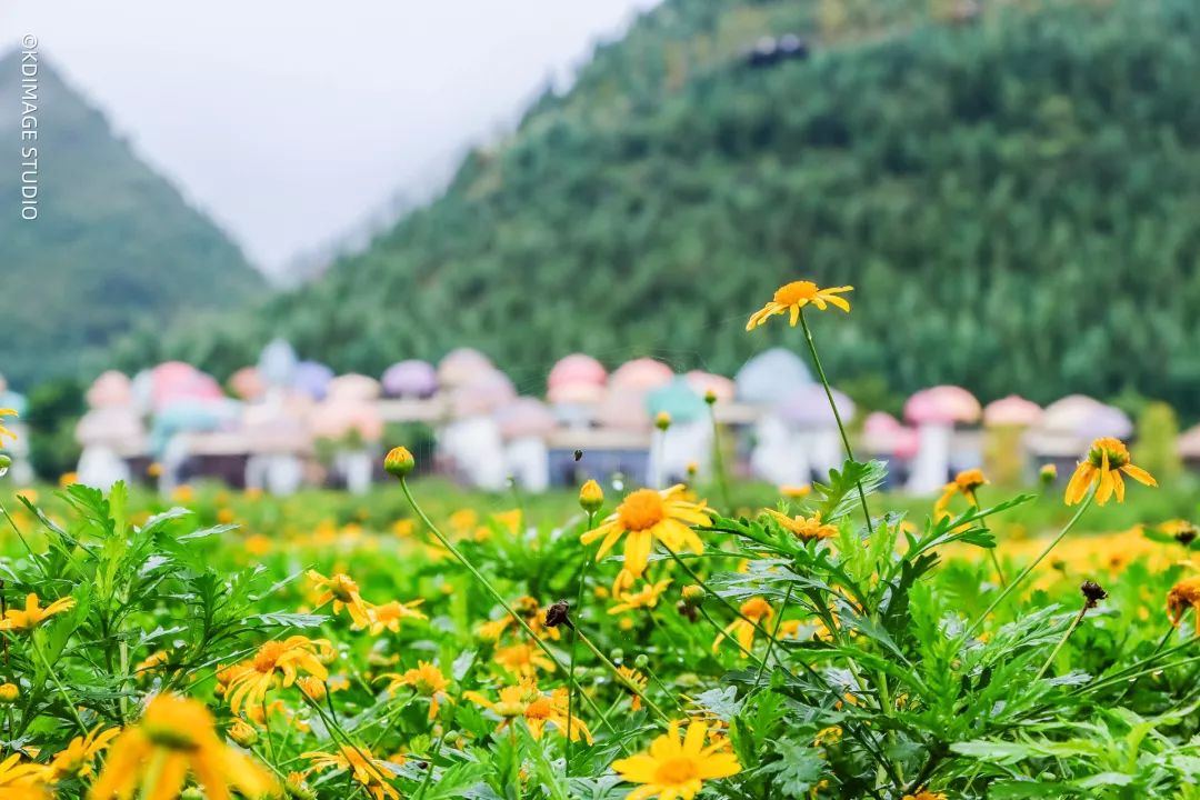 vlog单反入门级相机推荐,初学vlog适合用什么样的相机