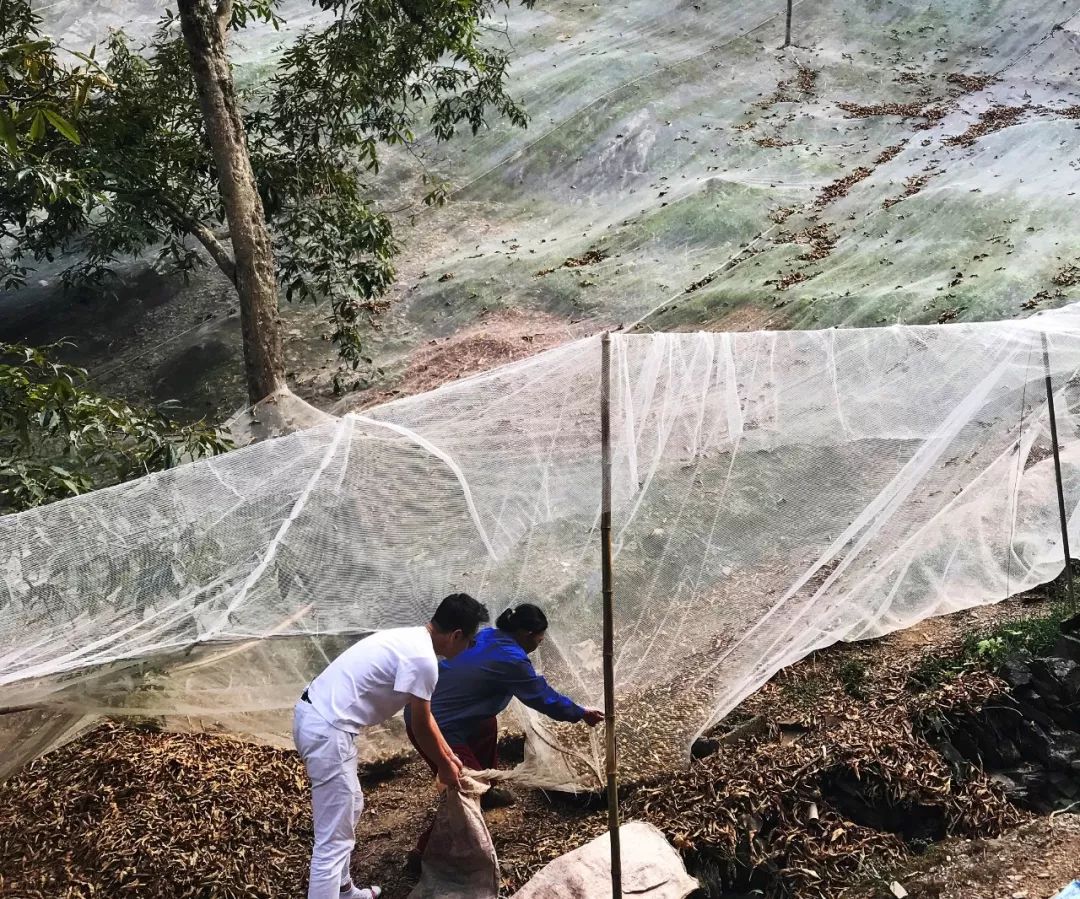 正宗非手剥山核桃,非常好吃又好剥的野生山核桃