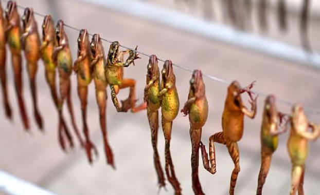 国内最贵的食物是什么,中国最贵的五十个食材